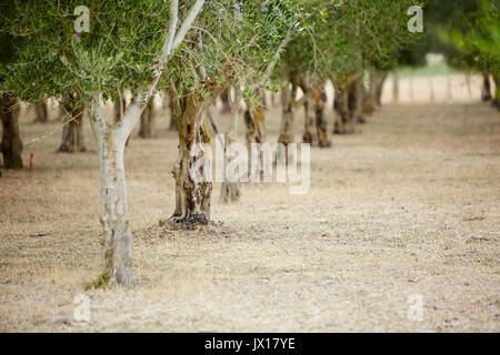 Hawkes Bay d'oliviers Banque D'Images