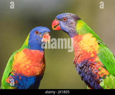 Rainbow loriquets verts peuvent être trouvés à travers l'Australie, ces oiseaux sont très vivement colorées apprivoiser et peut être trouvé sur divers Australian les étiquettes des produits. Banque D'Images
