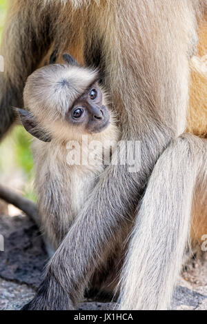 Bébé singe animaux singe écureuil Entelle gris avec sa mère au parc national de Ranthambore au Rajastan en Inde. Et est considéré comme sacré dans Hinduis Banque D'Images