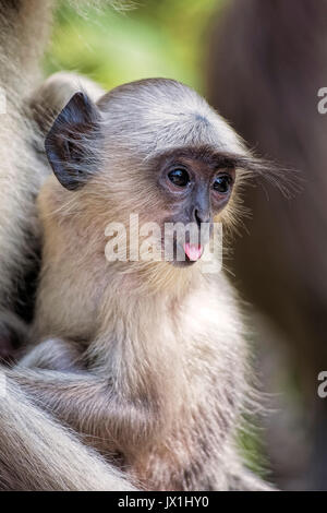 Un adorable bébé Gray Langur Monkey animaux singe écureuil avec sa mère au parc national de Ranthambore au Rajastan en Inde. Et est considéré comme sacré Banque D'Images