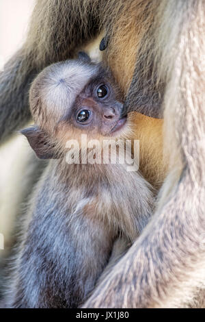 Bébé singe animaux singe écureuil Entelle gris avec sa mère infirmière au parc national de Ranthambore au Rajastan en Inde. Et est considéré comme sacré dans Banque D'Images