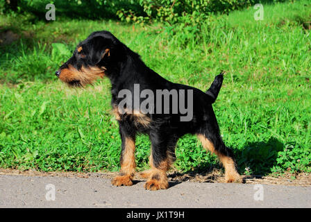 Terrier de chasse allemand noir et feu, debout sur l'herbe Banque D'Images