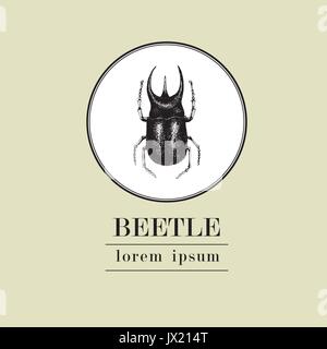Vector vintage hand drawn logo vector modèle avec coccinelle, insecte sur un fond blanc. Illustration rétro Illustration de Vecteur