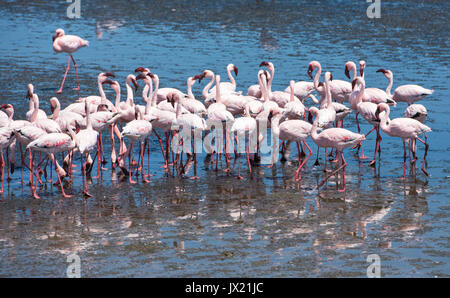 Troupeau de flamands roses à Walvis Bay, Namibie Banque D'Images