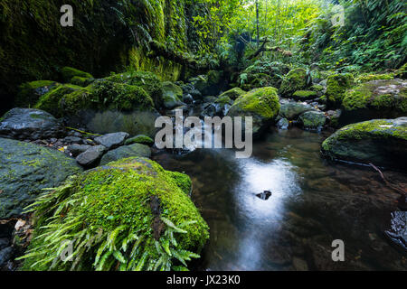 Gorge envahis par les fougères et les mousses, Nichols, Leith Valley Stream, Dunedin, Otago, Nouvelle-Zélande Banque D'Images