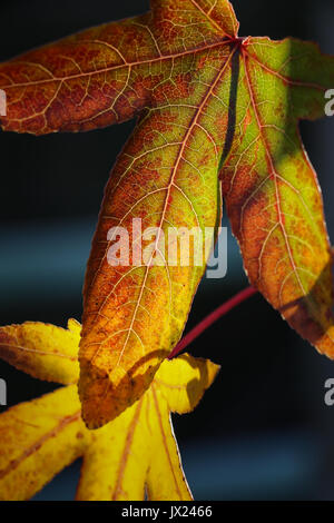 Libre d'une seule grande feuille à cinq lobes couleurs tournant à l'automne, rétroéclairé par sun, rouge, vert couleurs  + petite feuille jaune derrière, disposés en diagonale. Banque D'Images