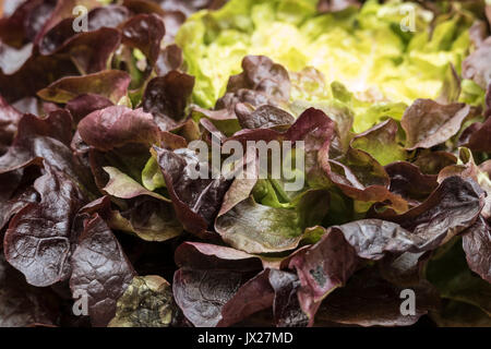 Bio Bio laitue feuille de chêne rouge vue rapprochée de lumière naturelle Banque D'Images