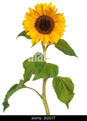 Avec tige de tournesol isolé sur fond blanc Banque D'Images