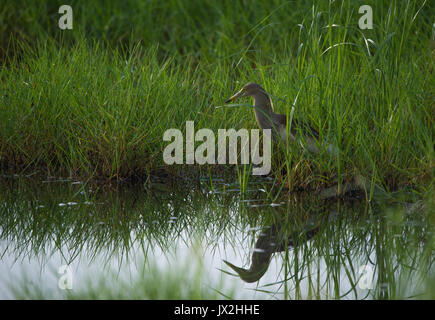 Heron Indian Pond près d'un flux d'eau dans une rizière à la recherche de nourriture Banque D'Images