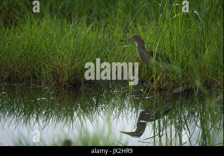 Paddybird à proximité d'un cours d'eau dans une rizière à la recherche de nourriture Banque D'Images