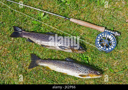 Deux truites brunes sauvages fraîchement pêché à partir d'une colline Sutherland loch affiche sur herbe avec canne, moulinet et à la ligne. Banque D'Images