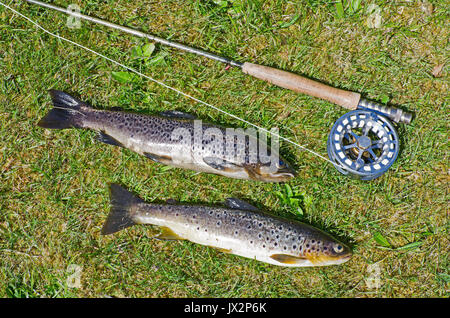 Deux truites brunes sauvages fraîchement pêché à partir d'une colline Sutherland loch affiche sur herbe avec canne, moulinet et à la ligne. Banque D'Images