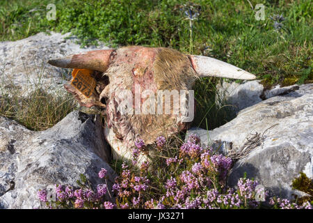 Un crâne de vache asturienne placé entre deux rochers sur un lit de bruyère, crâne de vache avec encore des cheveux et de la peau, l'oreille des vaches encore sur l'oreille. Banque D'Images
