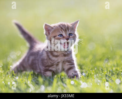 Jeune chat drôle meowing in Green grass Banque D'Images