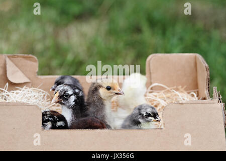 Mail commander baby poussins mixtes dans une boîte. L'extrême profondeur de champ à l'accent sur le peu sélective Silver Laced Wynadotte et Cochin bleu Banque D'Images