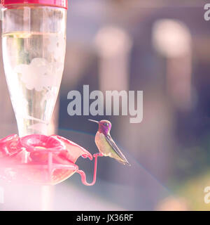 Un colibri prêt à boire par un chargeur Banque D'Images