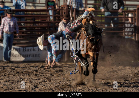 Saddle Bronc riding. Brash Rodeo Finale. Sept 10, 2016. Columbia Falls, Montana, USA Banque D'Images