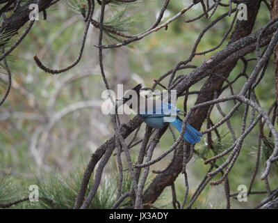 Mountain jay assis dans un arbre du Mont San Jacinto Banque D'Images