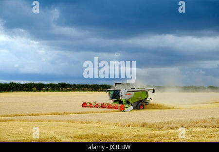 Moissonneuse-batteuse, la récolte du blé, North Norfolk, Angleterre Banque D'Images