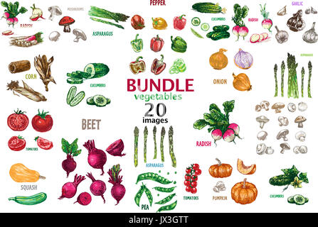 Raster numérique couleur art ligne détaillées 20 légumes bundle hand drawn retro illustration collection set. Crayon artistique mince contour. Encre Vintage fl Banque D'Images