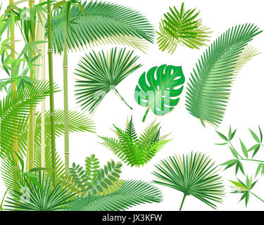 Plantes tropicales exotiques illustration Banque D'Images