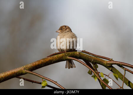 Petit oiseau posé sur un arbre Banque D'Images