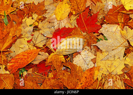 Les feuilles tombées créer un collage des feuilles sur le terrain dans le nord-est de l'Ohio metroparks pendant l'automne. Banque D'Images