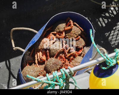 Araignées de mer d'être débarqué à Padstow à Cornwall. Banque D'Images