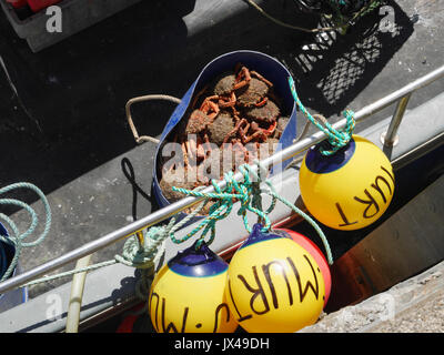 Araignées de mer d'être débarqué à Padstow à Cornwall. Banque D'Images