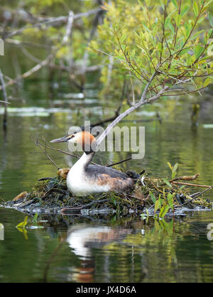 Grèbe huppé assis sur un nid au cours de l'été au Chasewater Country Park, Staffordshire, Angleterre Banque D'Images