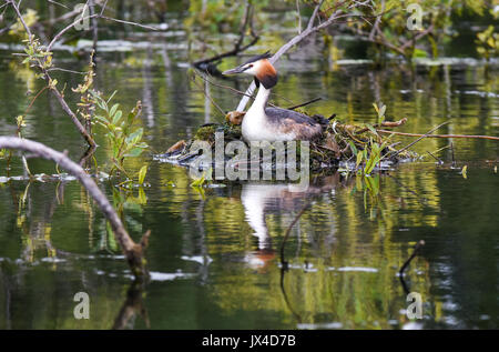 Grèbe huppé assis sur un nid au cours de l'été au Chasewater Country Park, Staffordshire, Angleterre Banque D'Images