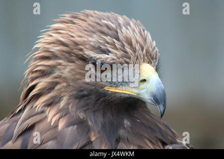 Close up d'une tête d'Aigle Banque D'Images