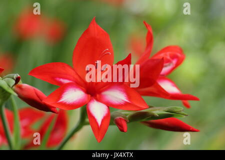 Glaïeul (gladiolus cascade cardinalis), en pleine floraison dans un cadre ombré d'un jardin anglais en été (juillet), Royaume-Uni Banque D'Images