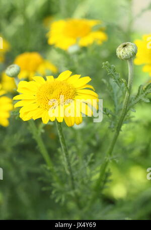 Golden Marguerite Daisy (anthemis tinctoria 'kelwayi' variété), la floraison dans un jardin ensoleillé border Banque D'Images