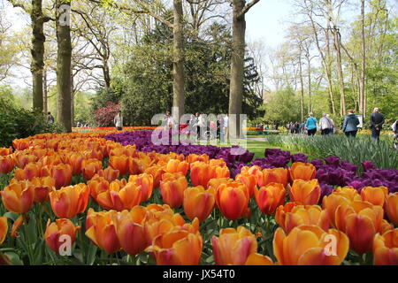 Fleurs Keukenof Banque D'Images