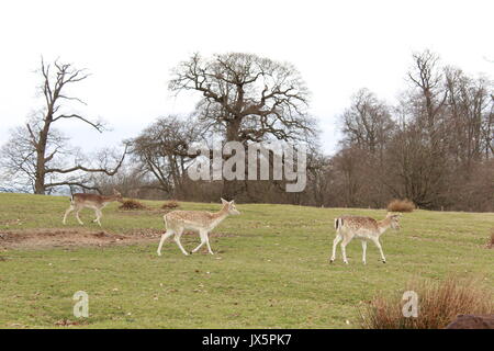 Troupeau de cerfs en jachère dans une prairie de Knole Park Banque D'Images