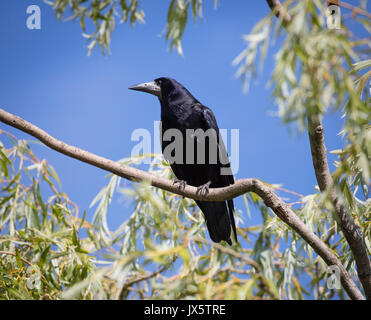 Corvus frugilegus Rook avec un plumage noir brillant à la baisse par les branches d'un saule dans le Gloucestershire UK Banque D'Images