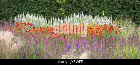 Lits d'île hardy plantes vivaces comme le salvia Veronica et helenium à Hauser et Wirth Bruton Somerset UK Banque D'Images