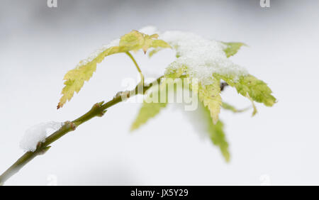 Close up of Acer feuilles couvertes de neige dans le jardin. Banque D'Images