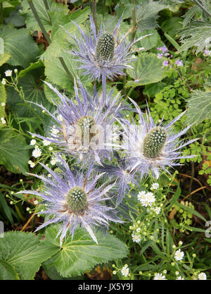 Eryngium alpinum en fleurs dans les frontières d'une vivace herbacée English country garden à Somerset UK Banque D'Images