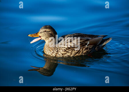 Une femelle Canard colvert natation dans l'eau bleue Banque D'Images