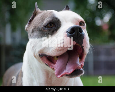 Staffordshire terrier dog smiling Banque D'Images