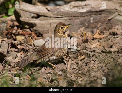 Grive musicienne, Turdus philomelos, de nourriture dans des feuilles sèches Banque D'Images