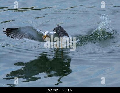 Des profils Goéland argenté (Larus argentatus, décoller de l'eau avec la sterne pierregarin chick Banque D'Images