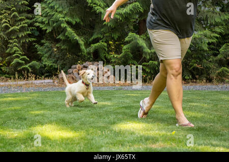 Chiot Golden Retriever 'Ivy' à la suite de son propriétaire à travers la pelouse dans Issaquah, Washington, USA Banque D'Images