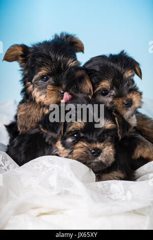 Trois chiots Yorkshire Terrier, parfois appelé Yorkies Teacup, dans un studio Banque D'Images