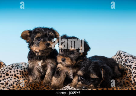 Trois chiots Yorkshire Terrier, parfois appelé Yorkies Teacup, dans un studio Banque D'Images