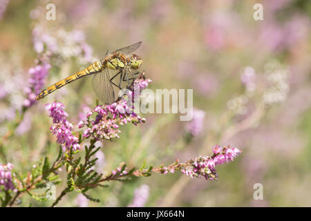 Sympetrum striolatum, dard commun, femme, Sussex, Royaume-Uni, août, sur la bruyère, Ling, Calluna vulgaris, Banque D'Images