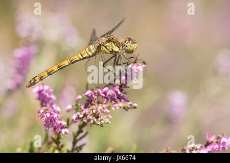 Sympetrum striolatum, dard commun, femme, Sussex, Royaume-Uni, août, sur la bruyère, Ling, Calluna vulgaris, Banque D'Images