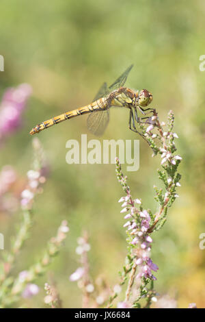 Sympetrum striolatum, dard commun, femme, Sussex, Royaume-Uni, août, sur la bruyère, Ling, Calluna vulgaris, Banque D'Images